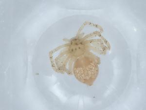  ( - BIOUG70212-F05)  @11 [ ] CreativeCommons - Attribution (2021) Centre for Biodiversity Genomics Centre for Biodiversity Genomics