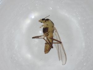  ( - BIOUG99711-D05)  @11 [ ] CreativeCommons - Attribution (2023) Centre for Biodiversity Genomics Centre for Biodiversity Genomics