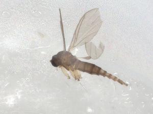  ( - CBG-A00982-E02)  @11 [ ] CreativeCommons - Attribution (2023) Centre for Biodiversity Genomics Centre for Biodiversity Genomics