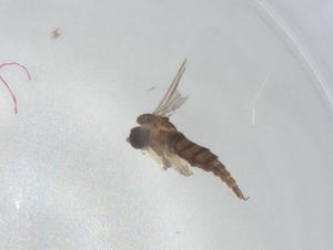  ( - CBG-A00983-A05)  @11 [ ] CreativeCommons - Attribution (2023) Centre for Biodiversity Genomics Centre for Biodiversity Genomics