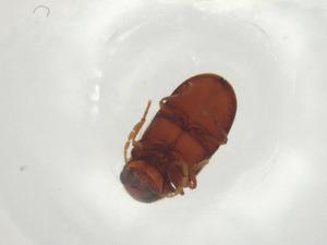  ( - CBG-A03534-C04)  @11 [ ] CreativeCommons - Attribution (2023) Centre for Biodiversity Genomics Centre for Biodiversity Genomics