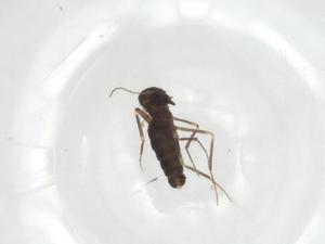  ( - CBG-A15208-D02)  @11 [ ] CreativeCommons - Attribution Share - Alike (2023) Centre for Biodiversity Genomics Centre for Biodiversity Genomics