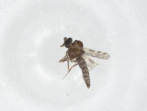  ( - CBG-A18244-D07)  @11 [ ] CreativeCommons - Attribution Share - Alike (2023) Centre for Biodiversity Genomics Centre for Biodiversity Genomics