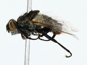  ( - BIOUG85274-H09)  @11 [ ] CreativeCommons - Attribution (2022) CBG Photography Group Centre for Biodiversity Genomics
