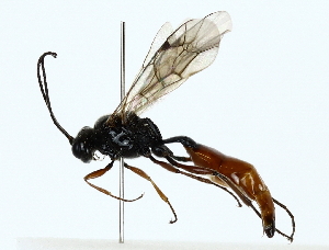  ( - BIOUG85278-D10)  @11 [ ] CreativeCommons - Attribution (2022) CBG Photography Group Centre for Biodiversity Genomics