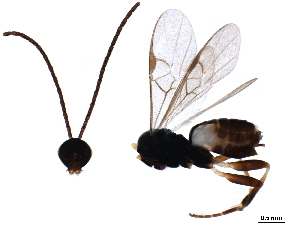  (Glyptapanteles vergrandiacus - BIOUG43962-G02)  @13 [ ] CreativeCommons - Attribution (2019) CBG Photography Group Centre for Biodiversity Genomics