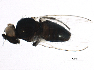  ( - BIOUG15838-B03)  @14 [ ] CreativeCommons - Attribution (2015) CBG Photography Group Centre for Biodiversity Genomics