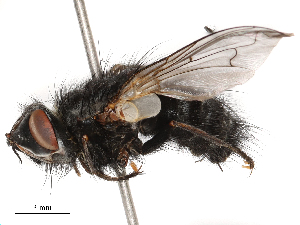  ( - CBG-B03940-A01)  @11 [ ] CreativeCommons - Attribution Share - Alike (2025) CBG Photography Group Centre for Biodiversity Genomics