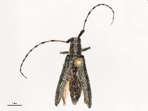  ( - CBG-B03944-G06)  @11 [ ] CreativeCommons - Attribution Share - Alike (2025) CBG Photography Group Centre for Biodiversity Genomics