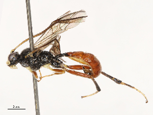  ( - CBG-B03944-G07)  @11 [ ] CreativeCommons - Attribution Share - Alike (2025) CBG Photography Group Centre for Biodiversity Genomics