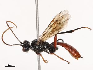  ( - CBG-B03944-H01)  @11 [ ] CreativeCommons - Attribution Share - Alike (2025) CBG Photography Group Centre for Biodiversity Genomics