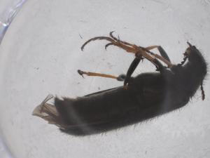  ( - CBG-B04052-A09)  @11 [ ] CreativeCommons - Attribution Share - Alike (2025) Centre for Biodiversity Genomics Centre for Biodiversity Genomics