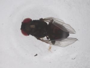  ( - CBG-B04052-A11)  @11 [ ] CreativeCommons - Attribution Share - Alike (2025) Centre for Biodiversity Genomics Centre for Biodiversity Genomics