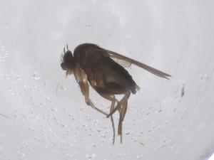  ( - CBG-B04052-C10)  @11 [ ] CreativeCommons - Attribution Share - Alike (2025) Centre for Biodiversity Genomics Centre for Biodiversity Genomics