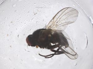  ( - CBG-B04052-H01)  @11 [ ] CreativeCommons - Attribution Share - Alike (2025) Centre for Biodiversity Genomics Centre for Biodiversity Genomics