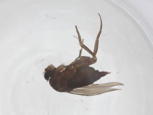  ( - CBG-B04053-A04)  @11 [ ] CreativeCommons - Attribution Share - Alike (2025) Centre for Biodiversity Genomics Centre for Biodiversity Genomics