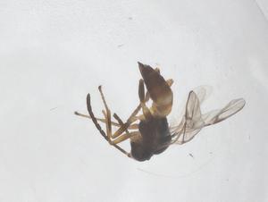  (Lysiphlebus hirticornis - CBG-B04053-A09)  @11 [ ] CreativeCommons - Attribution Share - Alike (2025) Centre for Biodiversity Genomics Centre for Biodiversity Genomics