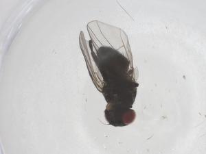  ( - CBG-B04053-B02)  @11 [ ] CreativeCommons - Attribution Share - Alike (2025) Centre for Biodiversity Genomics Centre for Biodiversity Genomics