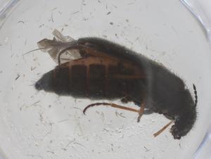  ( - CBG-B04053-D07)  @11 [ ] CreativeCommons - Attribution Share - Alike (2025) Centre for Biodiversity Genomics Centre for Biodiversity Genomics