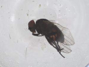  ( - CBG-B04053-D09)  @11 [ ] CreativeCommons - Attribution Share - Alike (2025) Centre for Biodiversity Genomics Centre for Biodiversity Genomics