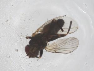  ( - CBG-B04053-G09)  @11 [ ] CreativeCommons - Attribution Share - Alike (2025) Centre for Biodiversity Genomics Centre for Biodiversity Genomics