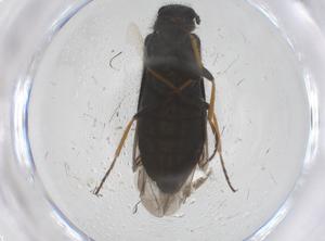  ( - CBG-B04053-G11)  @11 [ ] CreativeCommons - Attribution Share - Alike (2025) Centre for Biodiversity Genomics Centre for Biodiversity Genomics