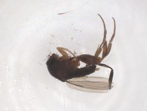  ( - CBG-B04054-H02)  @11 [ ] CreativeCommons - Attribution Share - Alike (2025) Centre for Biodiversity Genomics Centre for Biodiversity Genomics