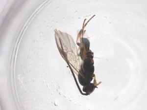  (Pholetesor elpis - CBG-B04054-H10)  @11 [ ] CreativeCommons - Attribution Share - Alike (2025) Centre for Biodiversity Genomics Centre for Biodiversity Genomics