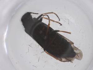  ( - CBG-B04055-A08)  @11 [ ] CreativeCommons - Attribution Share - Alike (2025) Centre for Biodiversity Genomics Centre for Biodiversity Genomics