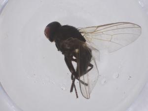  ( - CBG-B04055-C09)  @11 [ ] CreativeCommons - Attribution Share - Alike (2025) Centre for Biodiversity Genomics Centre for Biodiversity Genomics