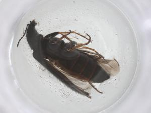  ( - CBG-B04056-A12)  @11 [ ] CreativeCommons - Attribution Share - Alike (2025) Centre for Biodiversity Genomics Centre for Biodiversity Genomics