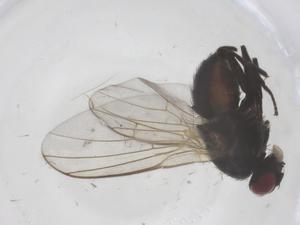  ( - CBG-B04056-B05)  @11 [ ] CreativeCommons - Attribution Share - Alike (2025) Centre for Biodiversity Genomics Centre for Biodiversity Genomics