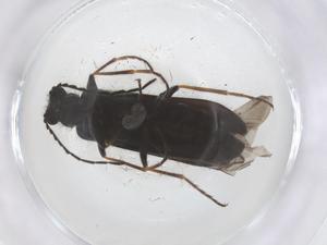  ( - CBG-B04056-C01)  @11 [ ] CreativeCommons - Attribution Share - Alike (2025) Centre for Biodiversity Genomics Centre for Biodiversity Genomics