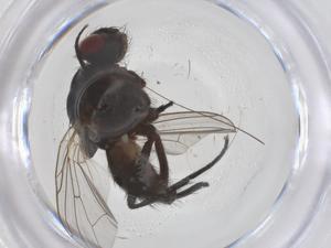  ( - CBG-B04056-G06)  @11 [ ] CreativeCommons - Attribution Share - Alike (2025) Centre for Biodiversity Genomics Centre for Biodiversity Genomics