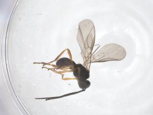  ( - CBG-B04056-H08)  @11 [ ] CreativeCommons - Attribution Share - Alike (2025) Centre for Biodiversity Genomics Centre for Biodiversity Genomics