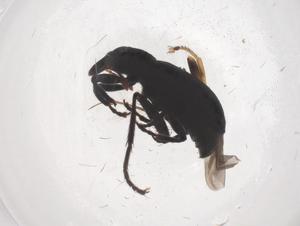  ( - CBG-B04057-A01)  @11 [ ] CreativeCommons - Attribution Share - Alike (2025) Centre for Biodiversity Genomics Centre for Biodiversity Genomics