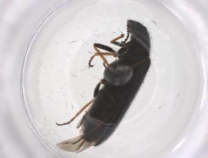  ( - CBG-B04057-H05)  @11 [ ] CreativeCommons - Attribution Share - Alike (2025) Centre for Biodiversity Genomics Centre for Biodiversity Genomics