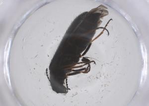  ( - CBG-B04058-D05)  @11 [ ] CreativeCommons - Attribution Share - Alike (2025) Centre for Biodiversity Genomics Centre for Biodiversity Genomics