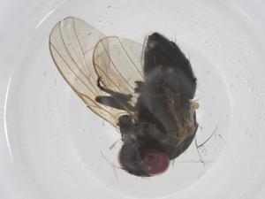  ( - CBG-B04059-B05)  @11 [ ] CreativeCommons - Attribution Share - Alike (2025) Centre for Biodiversity Genomics Centre for Biodiversity Genomics