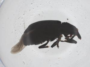  ( - CBG-B04059-E03)  @11 [ ] CreativeCommons - Attribution Share - Alike (2025) Centre for Biodiversity Genomics Centre for Biodiversity Genomics