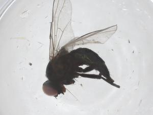  ( - CBG-B04059-H10)  @11 [ ] CreativeCommons - Attribution Share - Alike (2025) Centre for Biodiversity Genomics Centre for Biodiversity Genomics