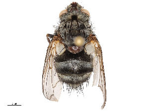  ( - CBG-B04121-G03)  @11 [ ] CreativeCommons - Attribution Share - Alike (2025) CBG Photography Group Centre for Biodiversity Genomics