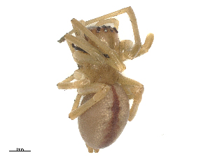  ( - CBG-B04131-H02)  @11 [ ] CreativeCommons - Attribution Share - Alike (2025) CBG Photography Group Centre for Biodiversity Genomics