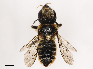  ( - CBG-B04144-A01)  @11 [ ] CreativeCommons - Attribution Share - Alike (2025) CBG Photography Group Centre for Biodiversity Genomics
