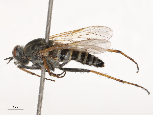  ( - CBG-B04144-D02)  @11 [ ] CreativeCommons - Attribution Share - Alike (2025) CBG Photography Group Centre for Biodiversity Genomics