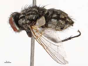  (Musca formosana - CBG-B04144-D06)  @11 [ ] CreativeCommons - Attribution Share - Alike (2025) CBG Photography Group Centre for Biodiversity Genomics