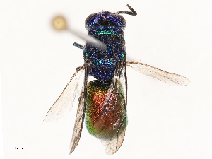  ( - CBG-B04144-F08)  @11 [ ] CreativeCommons - Attribution Share - Alike (2025) CBG Photography Group Centre for Biodiversity Genomics