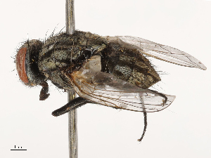  ( - CBG-B04144-F10)  @11 [ ] CreativeCommons - Attribution Share - Alike (2025) CBG Photography Group Centre for Biodiversity Genomics