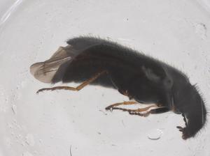  ( - CBG-B04146-B10)  @11 [ ] CreativeCommons - Attribution Share - Alike (2025) Centre for Biodiversity Genomics Centre for Biodiversity Genomics