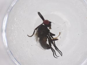  ( - CBG-B04146-E09)  @11 [ ] CreativeCommons - Attribution Share - Alike (2025) Centre for Biodiversity Genomics Centre for Biodiversity Genomics